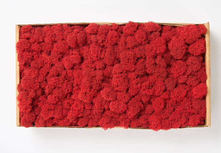 Купить Мох Ягель Red