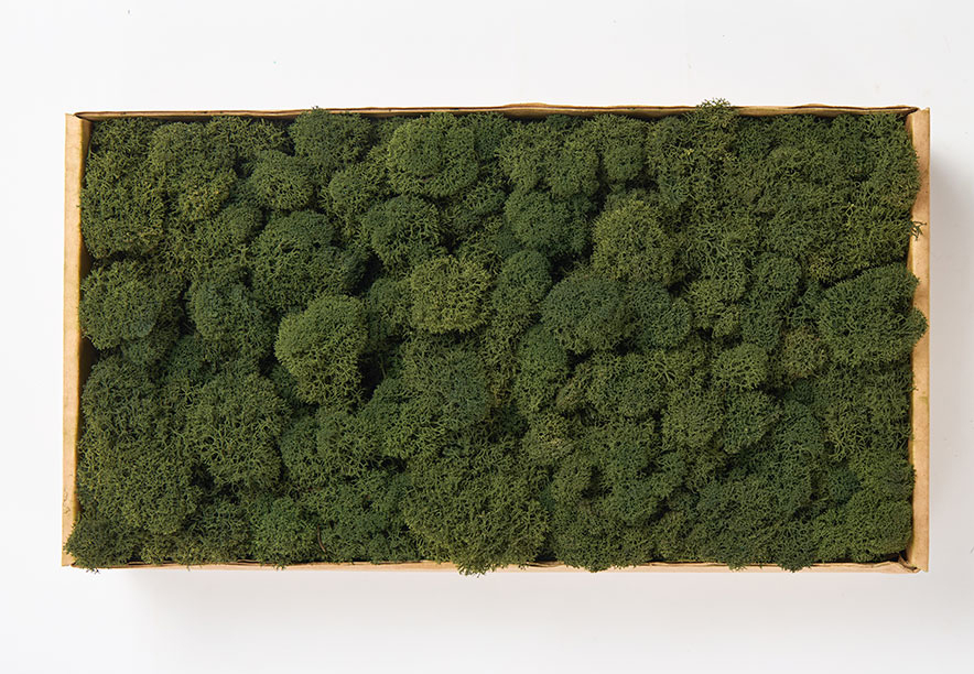 Купить Мох Ягель Medium green