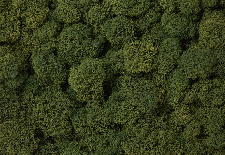 Купить Мох Ягель Medium green