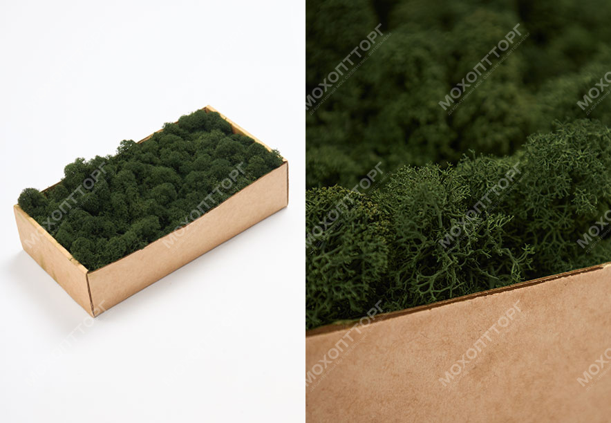 Купить Мох Ягель Dark Green