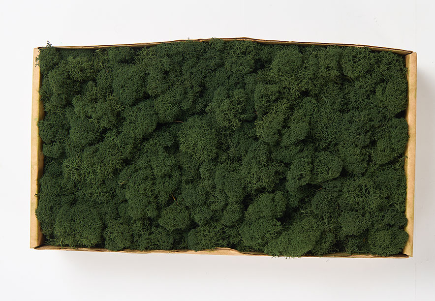 Купить Мох Ягель Dark Green