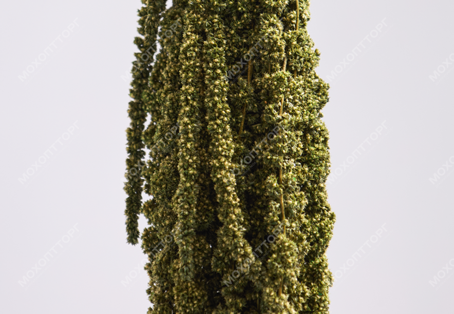 Купить Амарант Medium green