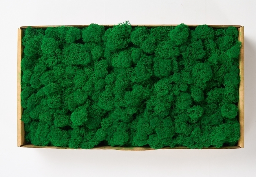 Купить Мох Ягель Light Green