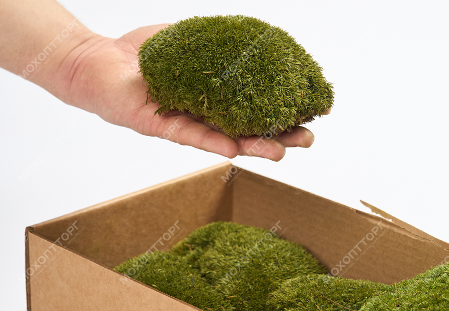 Купить Мох Кочка Medium Green
