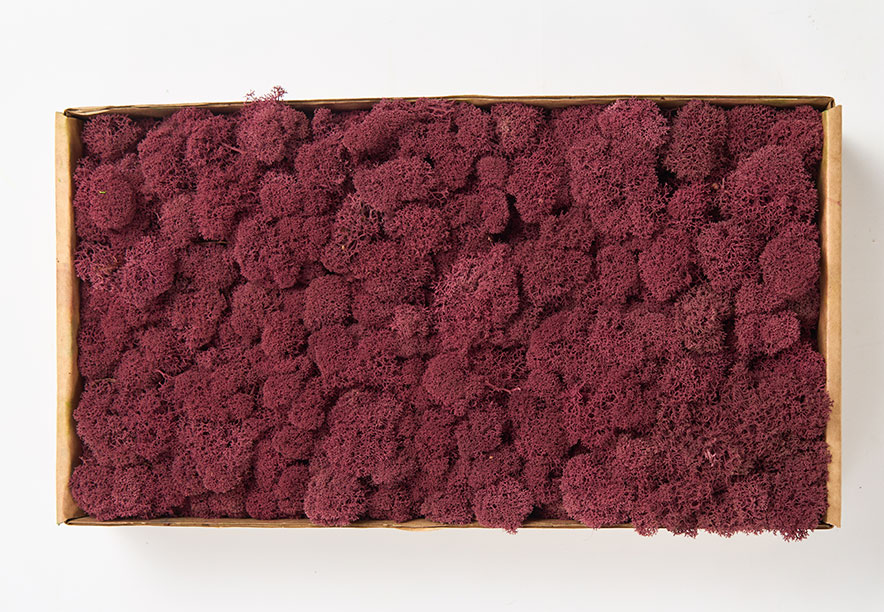 Купить Мох Ягель Fuchsia