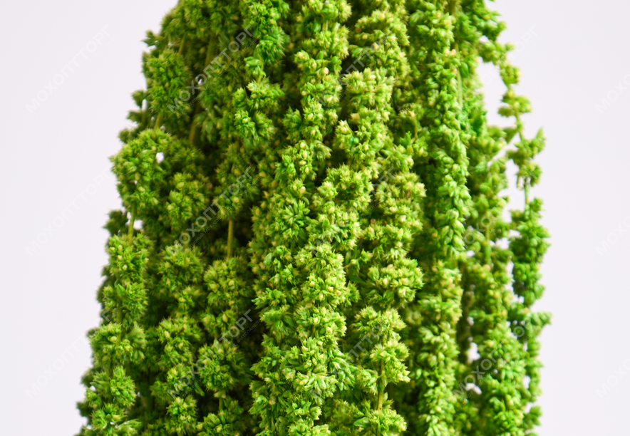 Купить Амарант Lime green