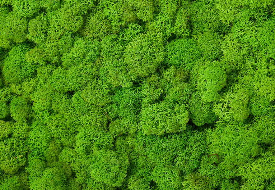Купить Мох Ягель Lime Green