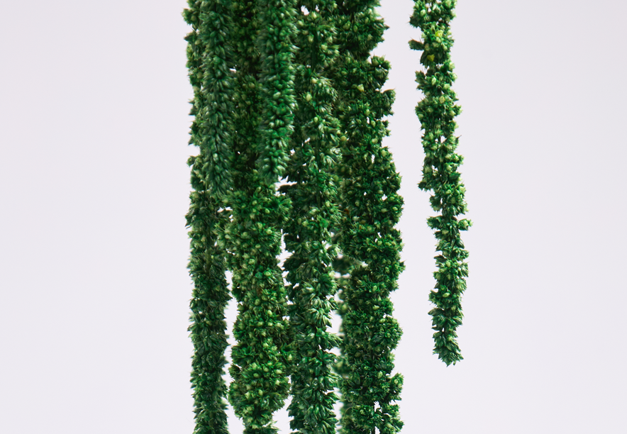 Купить Амарант Natural green