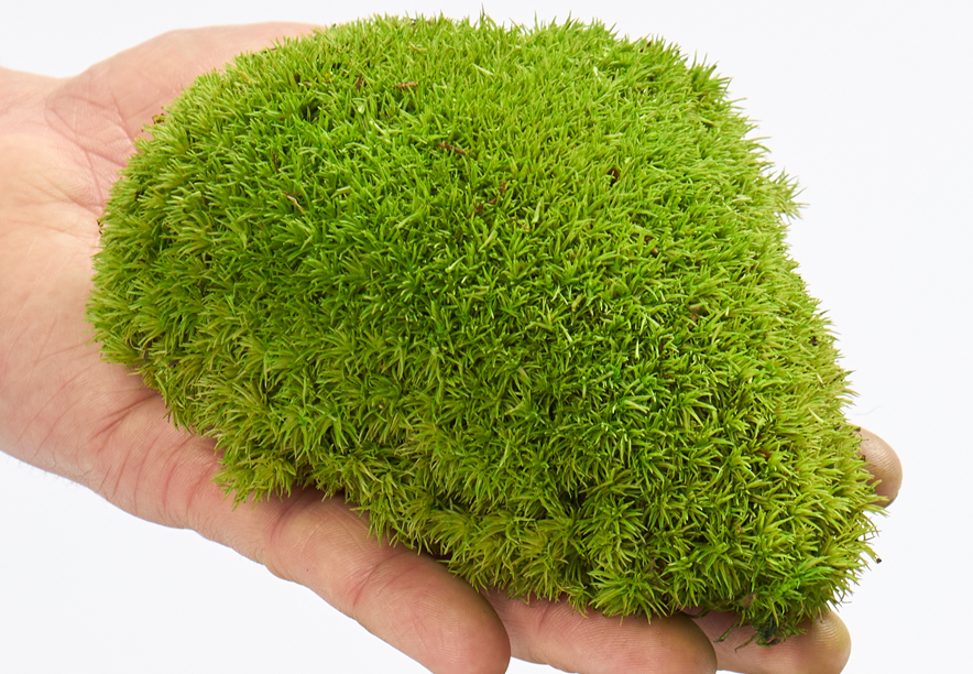 Купить Мох Кочка Lime Green