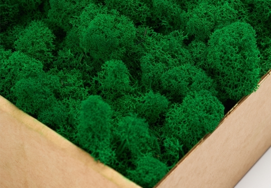 Купить Мох Ягель Light Green